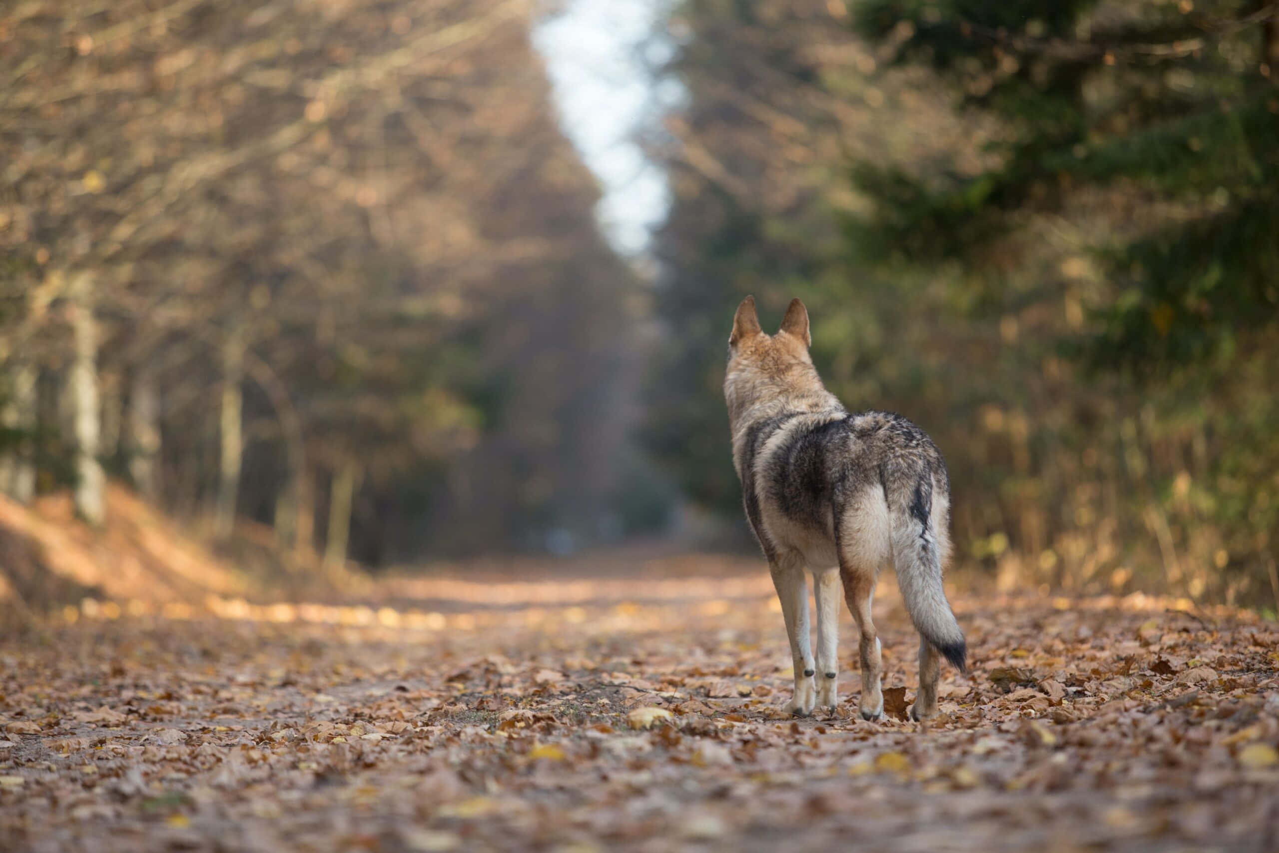 Wolf In Autumn 桌布 壁紙 — 一匹孤獨的狼站在鋪滿落葉的森林小徑上，凝視著秋日陽光下光禿樹木形成的隧道。
