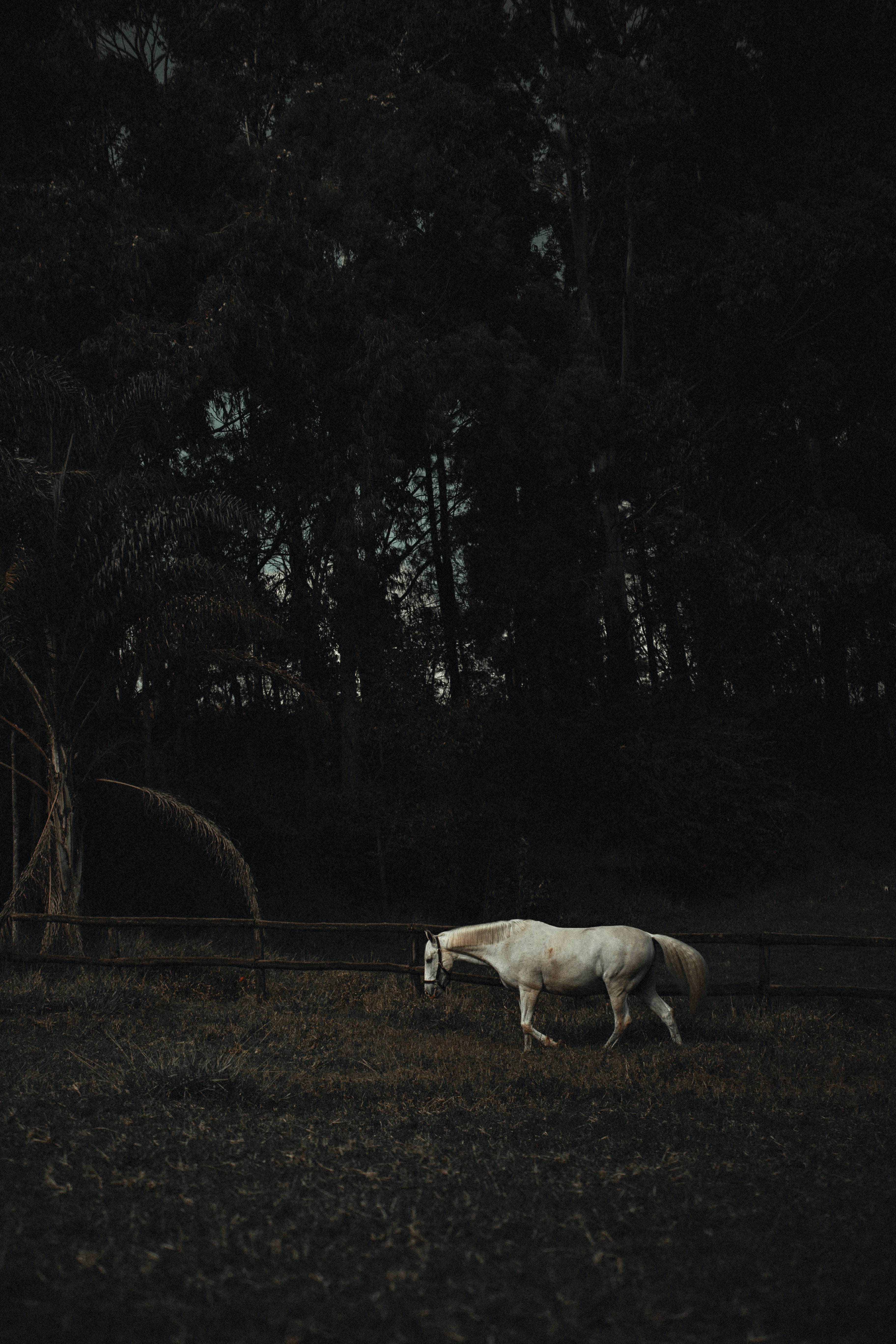Horse iPhone 桌布 壁紙 — 一匹孤獨的白馬在陰沉天空下，被茂密暗樹環繞的昏暗田野中吃草。