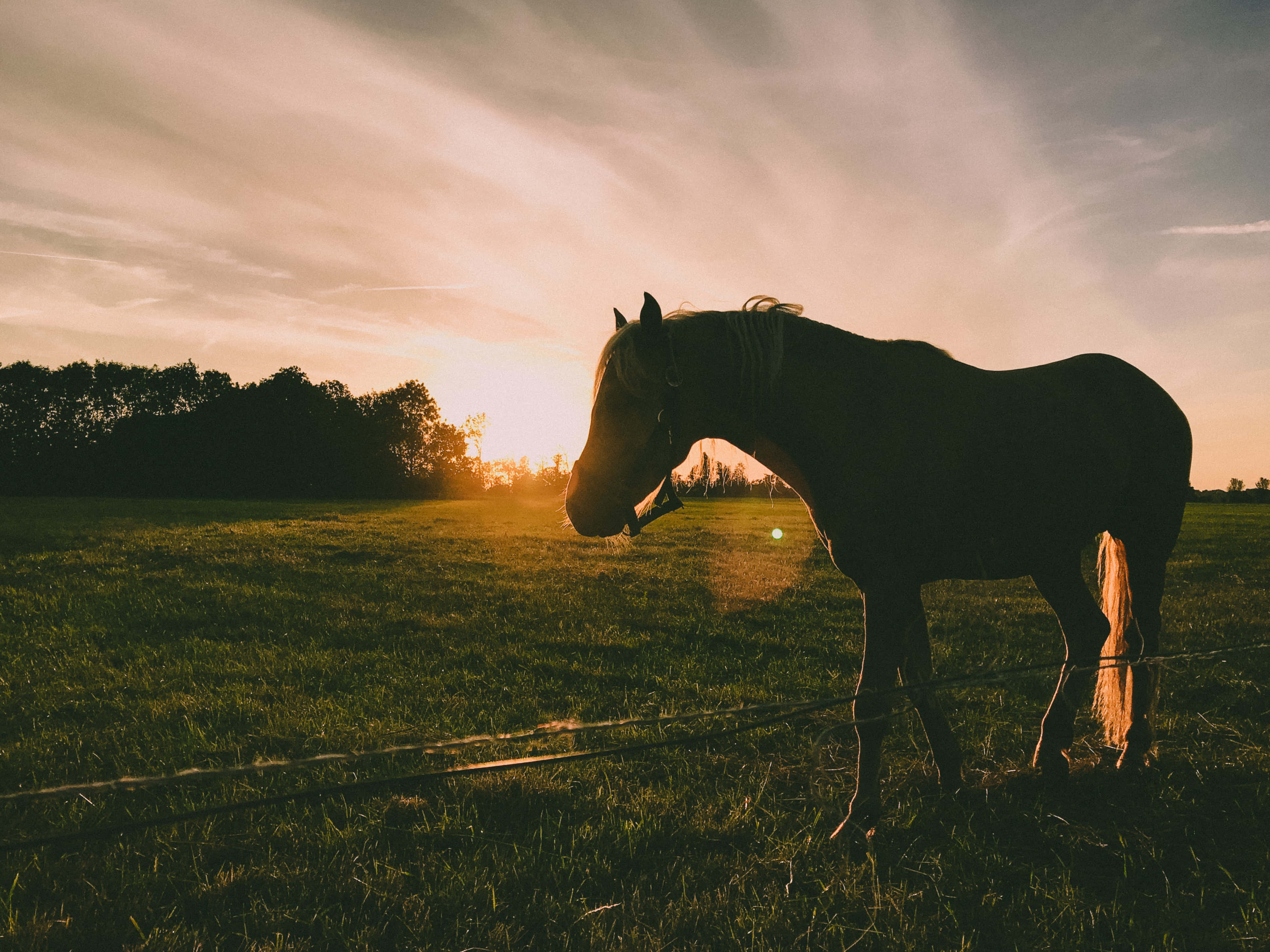 Beautiful Horses 桌布 壁紙 — 一匹孤獨的馬在遠處有樹木的草地上，以金色夕陽為背景形成剪影。