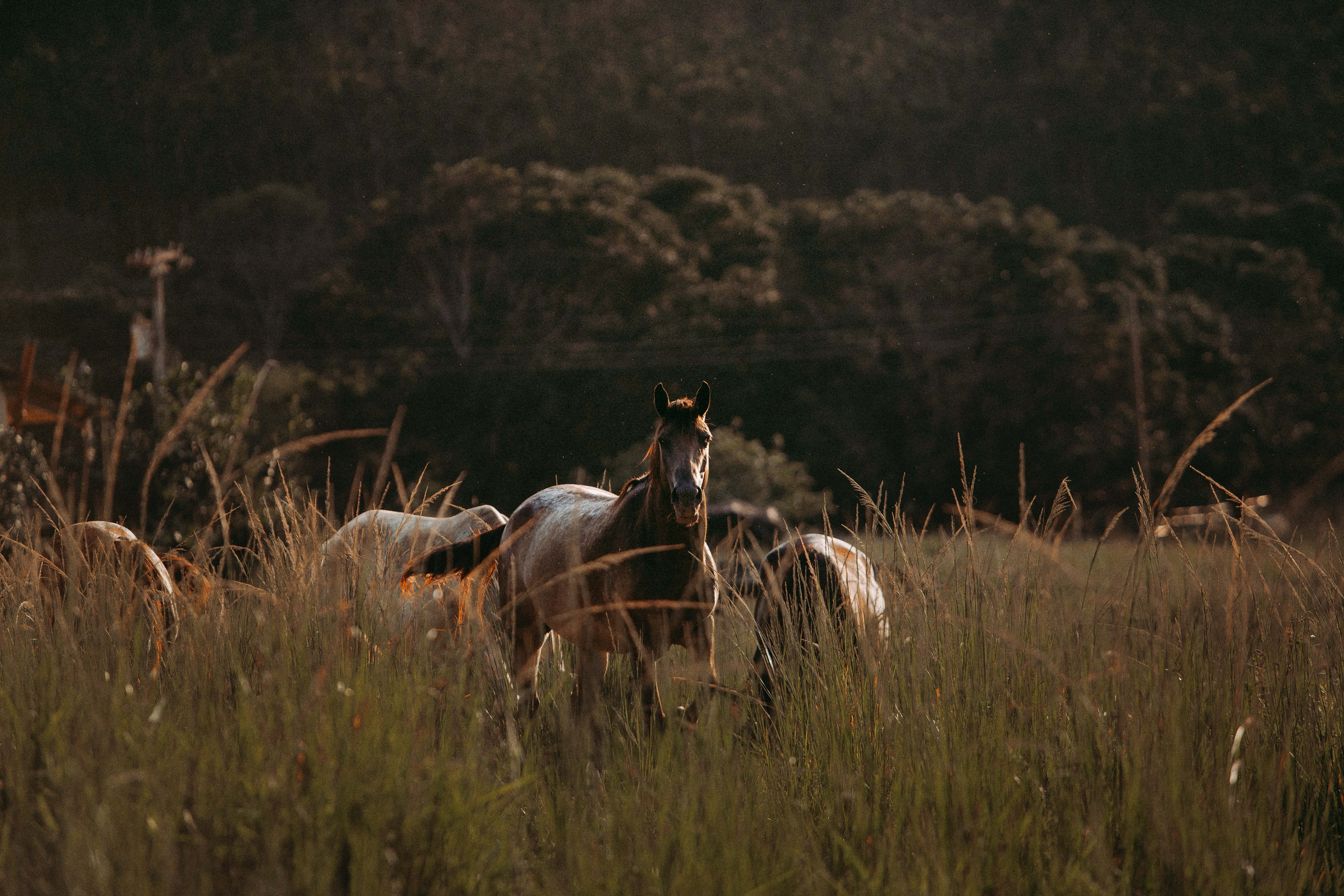 Beautiful Horses 桌布 壁紙 — 一匹孤獨的馬在金色高草中警覺地站立，溫暖的陽光穿過遠處的森林灑落。