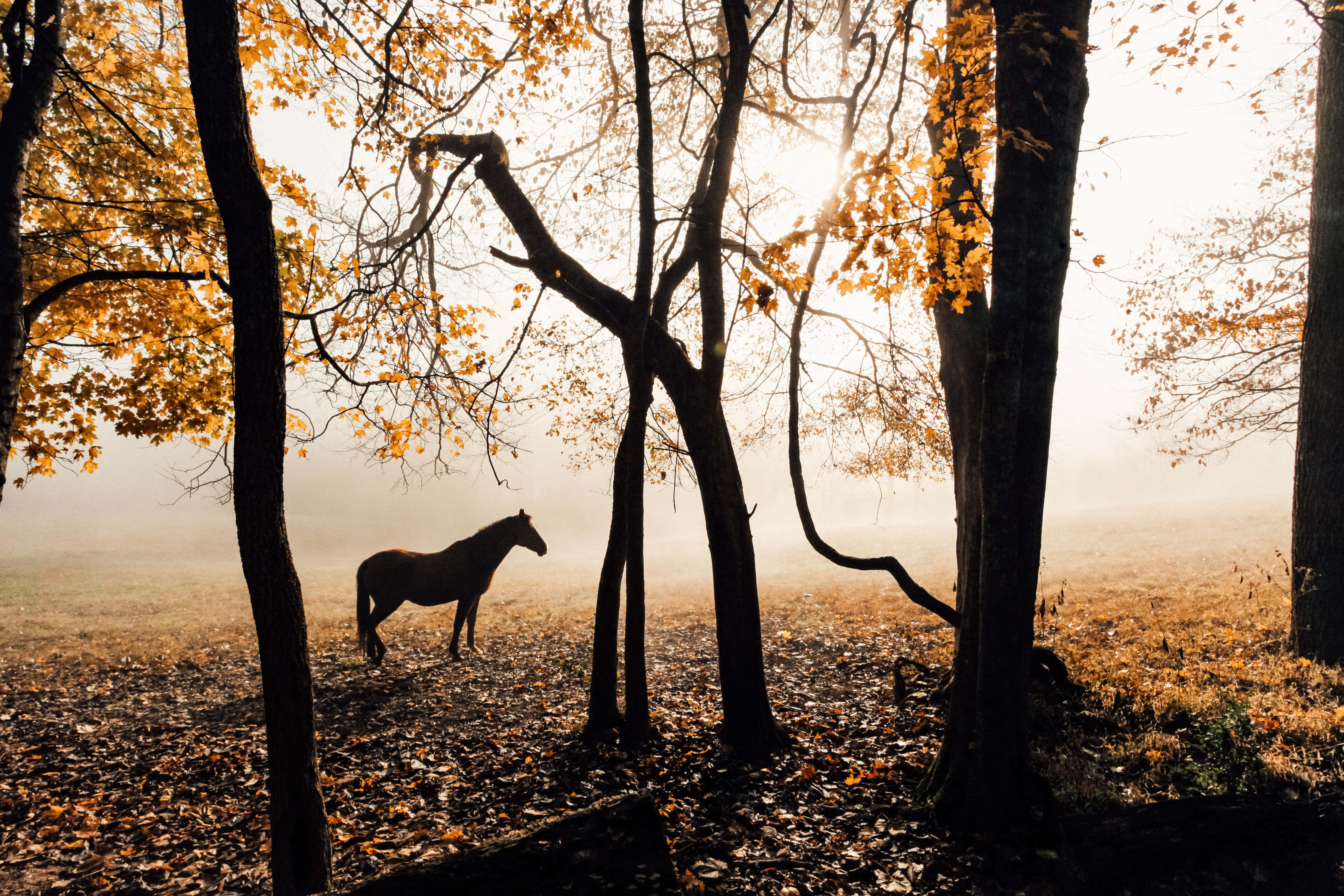 Beautiful Horses 桌布 壁紙 — 一匹孤獨的馬站在霧氣瀰漫的秋林中，金色的陽光穿過光禿的樹枝和落葉灑落下來。