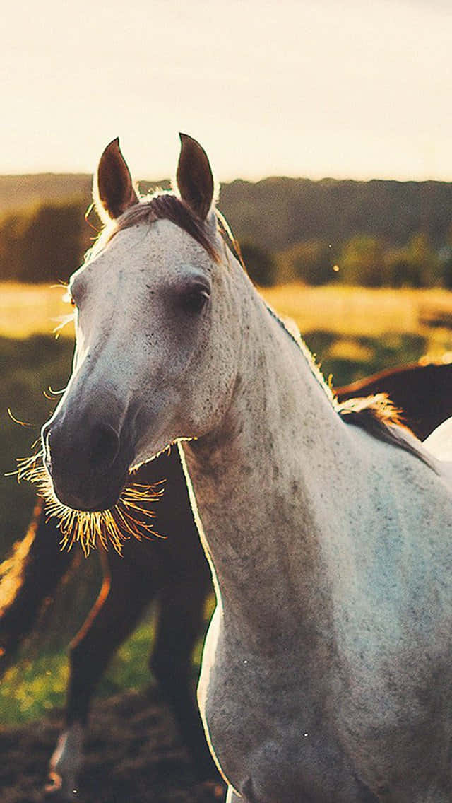 Horse Free 桌布 壁紙 — 一匹寧靜的白馬，金色陽光突出其鬃毛，站在夕陽下的草地上。