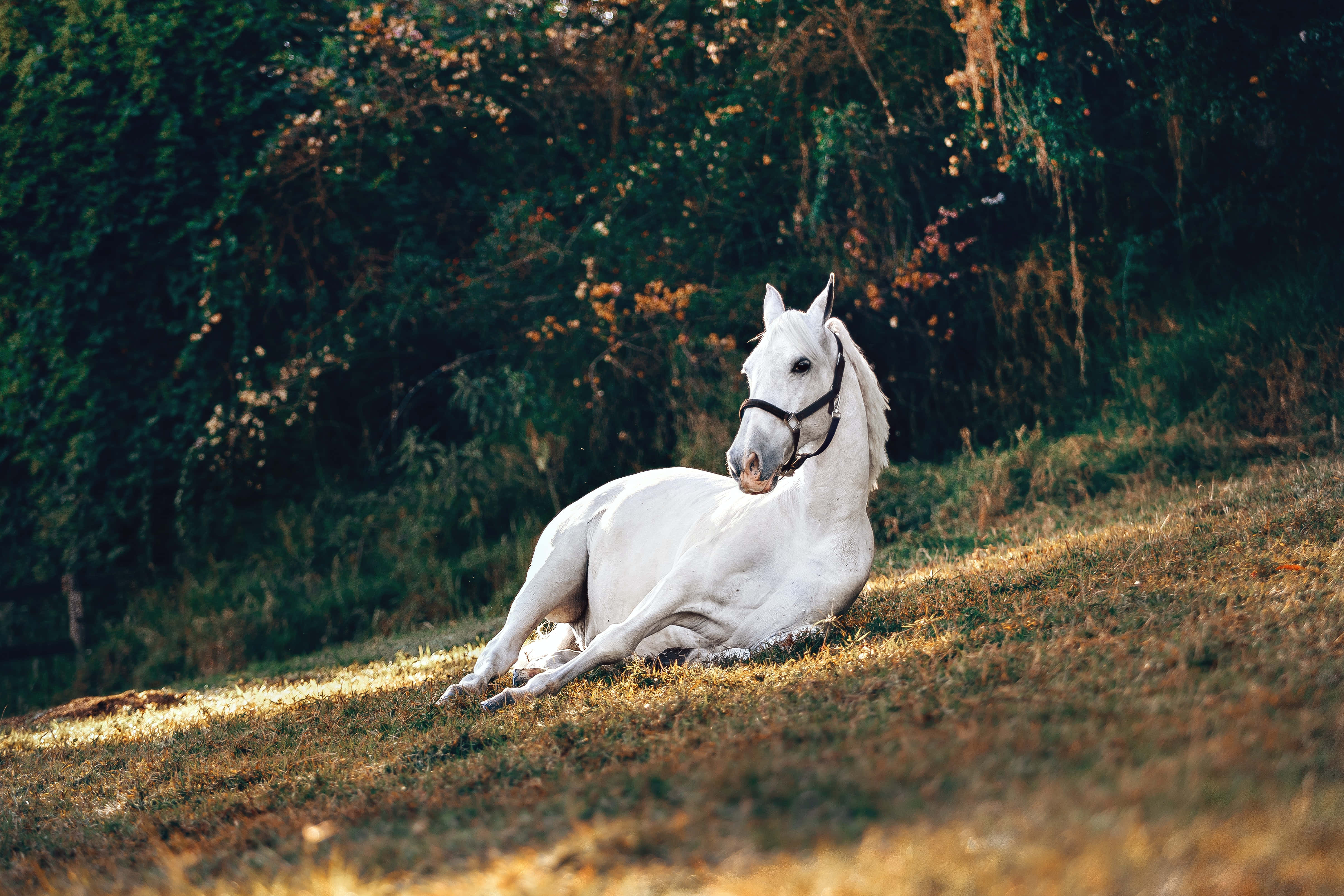 Beautiful Horses 桌布 壁紙 — 一匹寧靜的白馬優雅地躺在陽光照耀的草地上，四周被茂密的綠葉環繞。