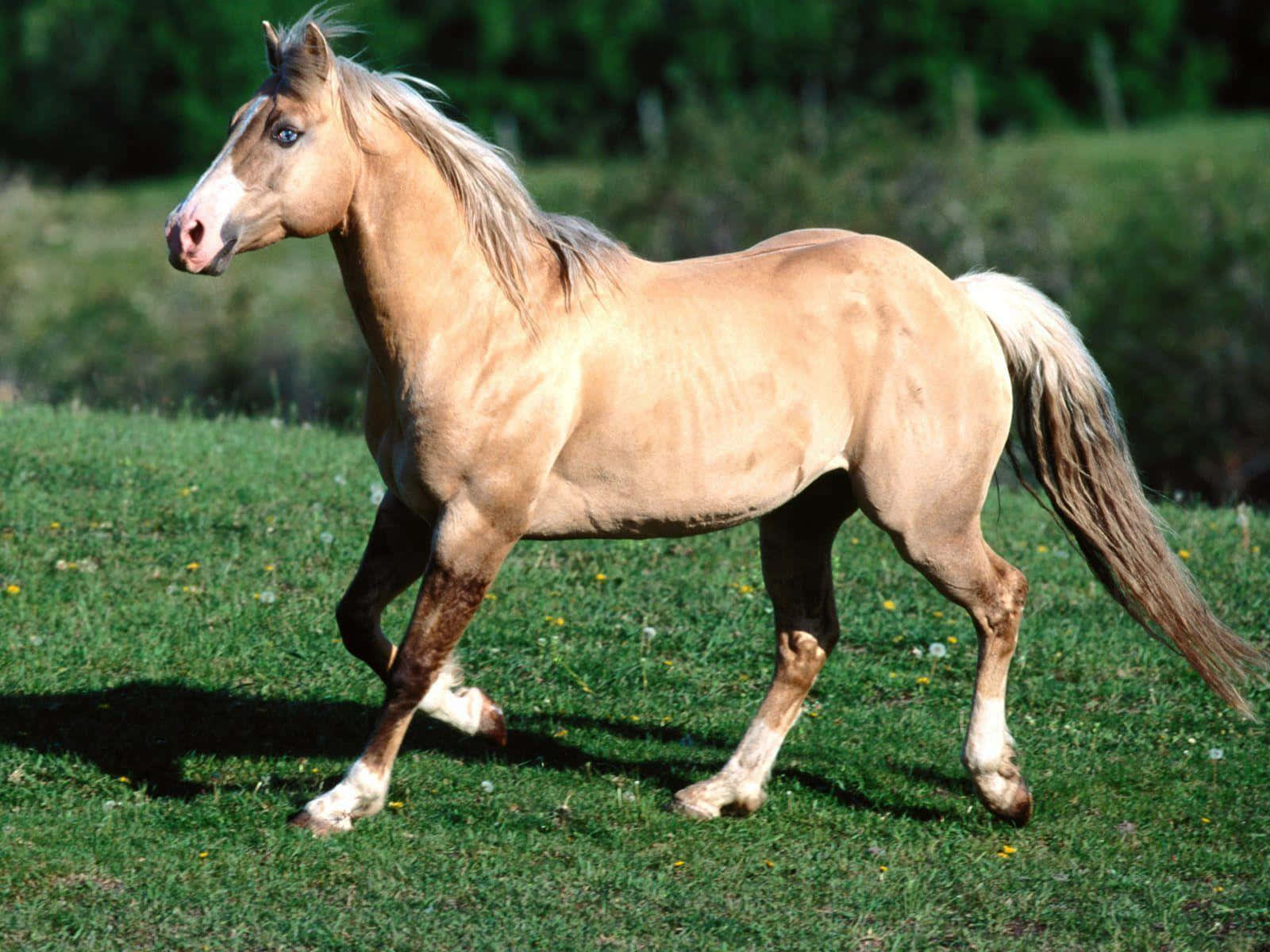 Palomino Horse 桌布 壁紙 — 一匹帕洛米諾馬，鬃毛飄逸，優雅地小跑過陽光普照、點綴著野花的綠色草地。