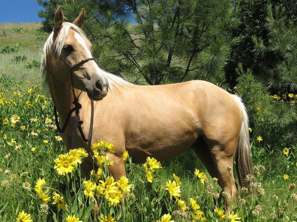 Palomino Horse 桌布 壁紙 — 一匹帕洛米諾馬優雅地站在鮮豔的黃色野花叢中，背後是松樹，頭上是清澈的藍天。