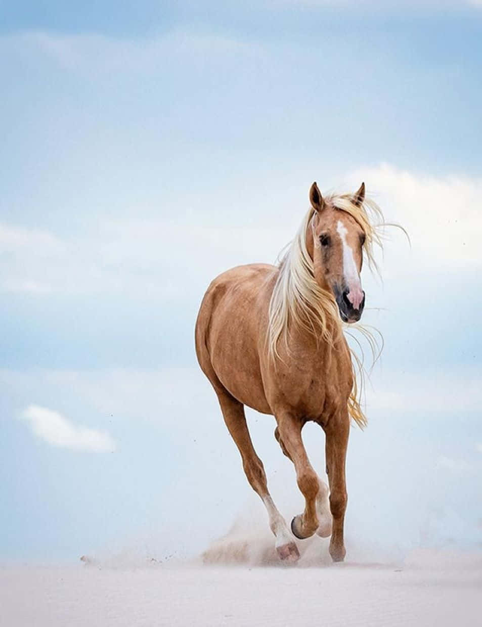 Palomino Horse 桌布 壁紙 — 一匹帕洛米諾馬在柔和藍天與薄雲下，於陽光照耀的沙質平原上強勁奔馳。