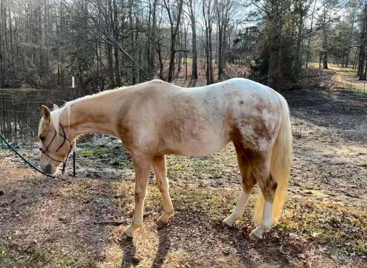 Appaloosa Horse 桌布 壁紙 — 一匹帶有斑點毛色的帕洛米諾馬在寒冷的冬日早晨，於圍欄圍起的林地牧場中平靜地吃草。