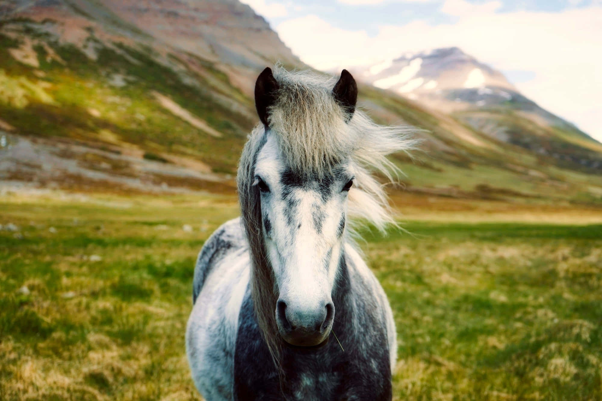 Beautiful Horses 桌布 壁紙 — 一匹帶有斑點的灰色馬，鬃毛飄逸，站在陽光明媚的綠色草地上，背景是白雪覆蓋的山脈。