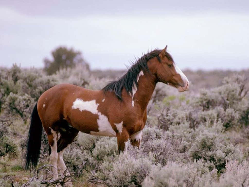 Mustang Horse 桌布 壁紙 — 一匹帶有棕色和白色斑塊的斑點馬在多雲的天空下的一片山艾樹叢中警覺地站立。