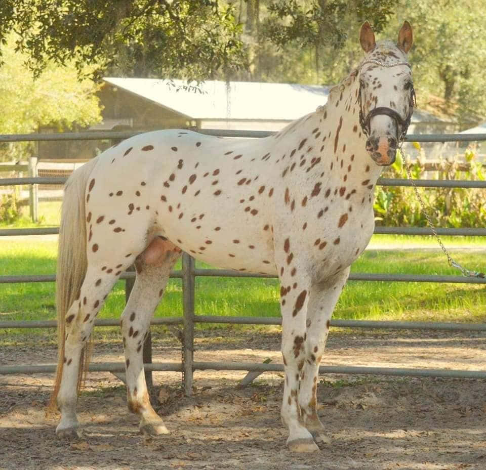 Appaloosa Horse 桌布 壁紙 — 一匹帶有棕色斑點的白色阿帕盧薩馬在明亮的陽光下平靜地站在有圍欄的牧場上。