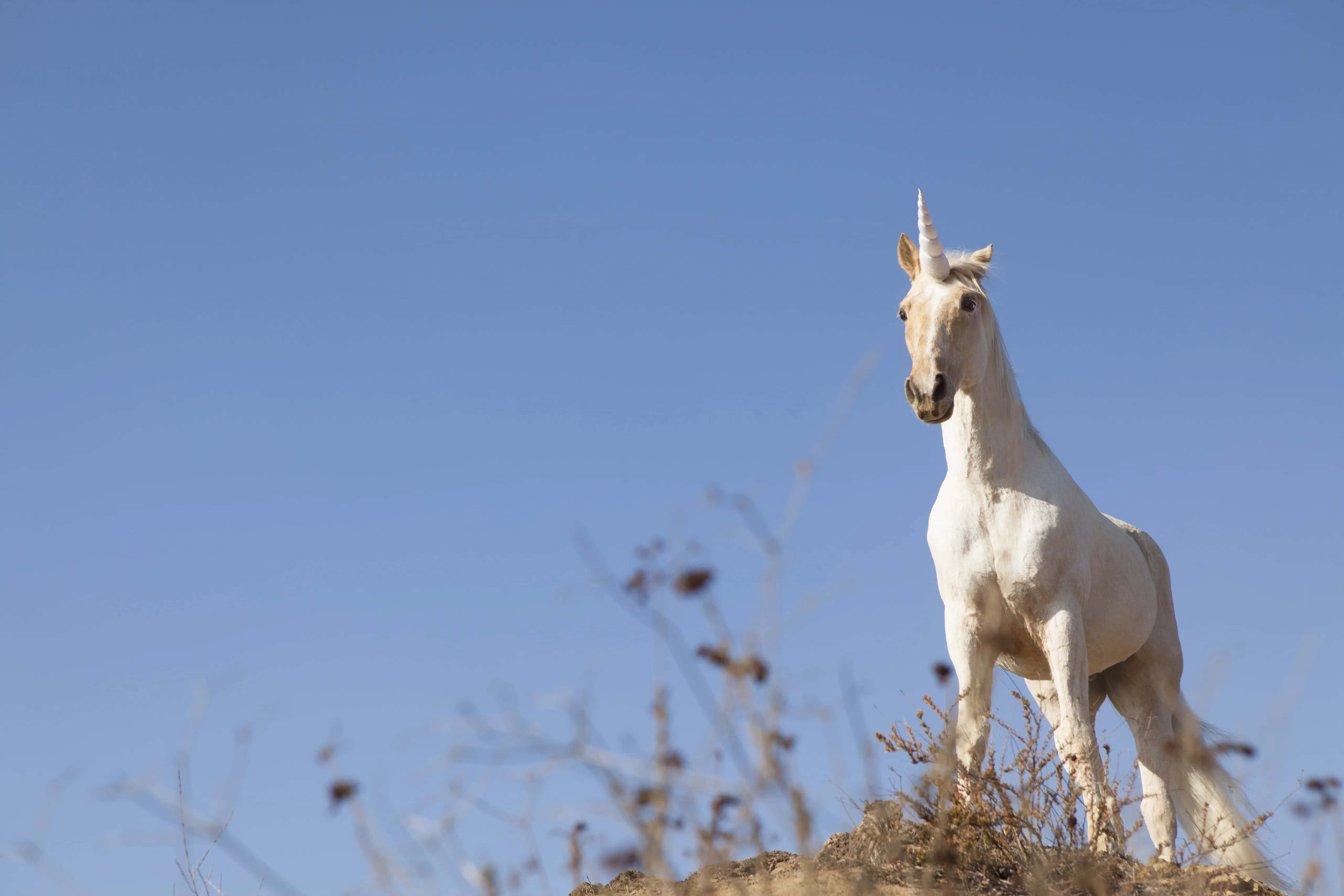 Real Unicorn 桌布 壁紙 — 一匹帶有獨角獸角的雄偉白馬，在陽光明媚的山丘上警覺地站立，背景是清澈的藍天。