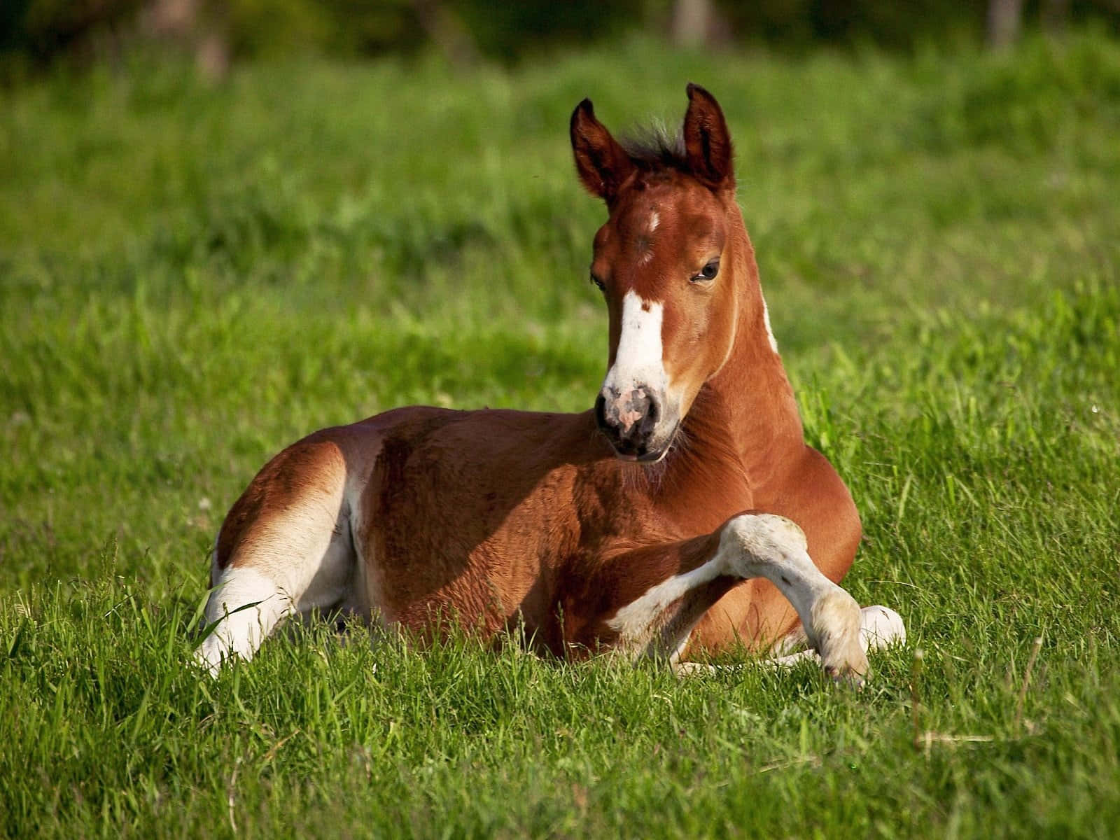 Beautiful Horse 桌布 壁紙 — 一匹帶有白色斑紋的年輕栗色小馬在陽光明媚的綠色草地上安靜地休息。