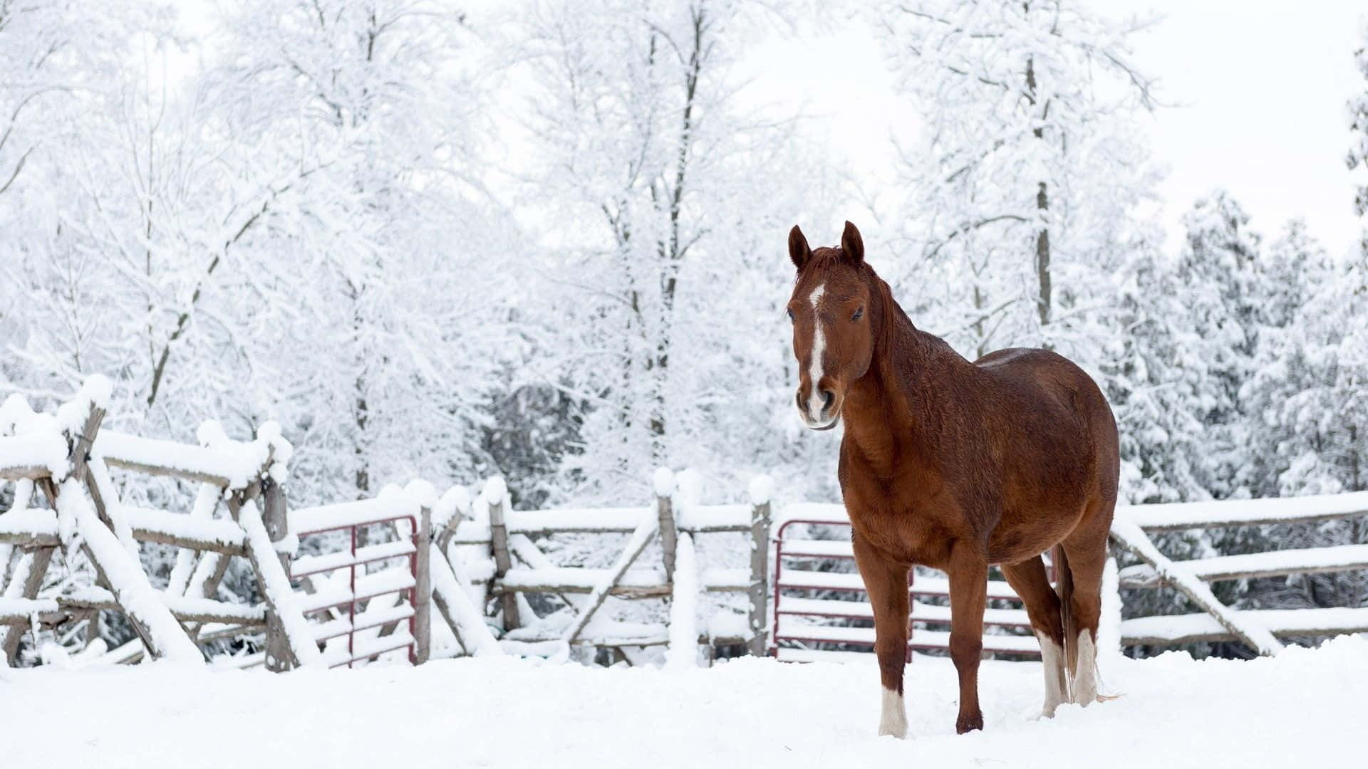 Winter Animal 桌布 壁紙 — 一匹帶有白色斑紋的栗色馬匹，平靜地站在被雪覆蓋的牧場上，旁邊是木柵欄，背景是積雪的樹木。