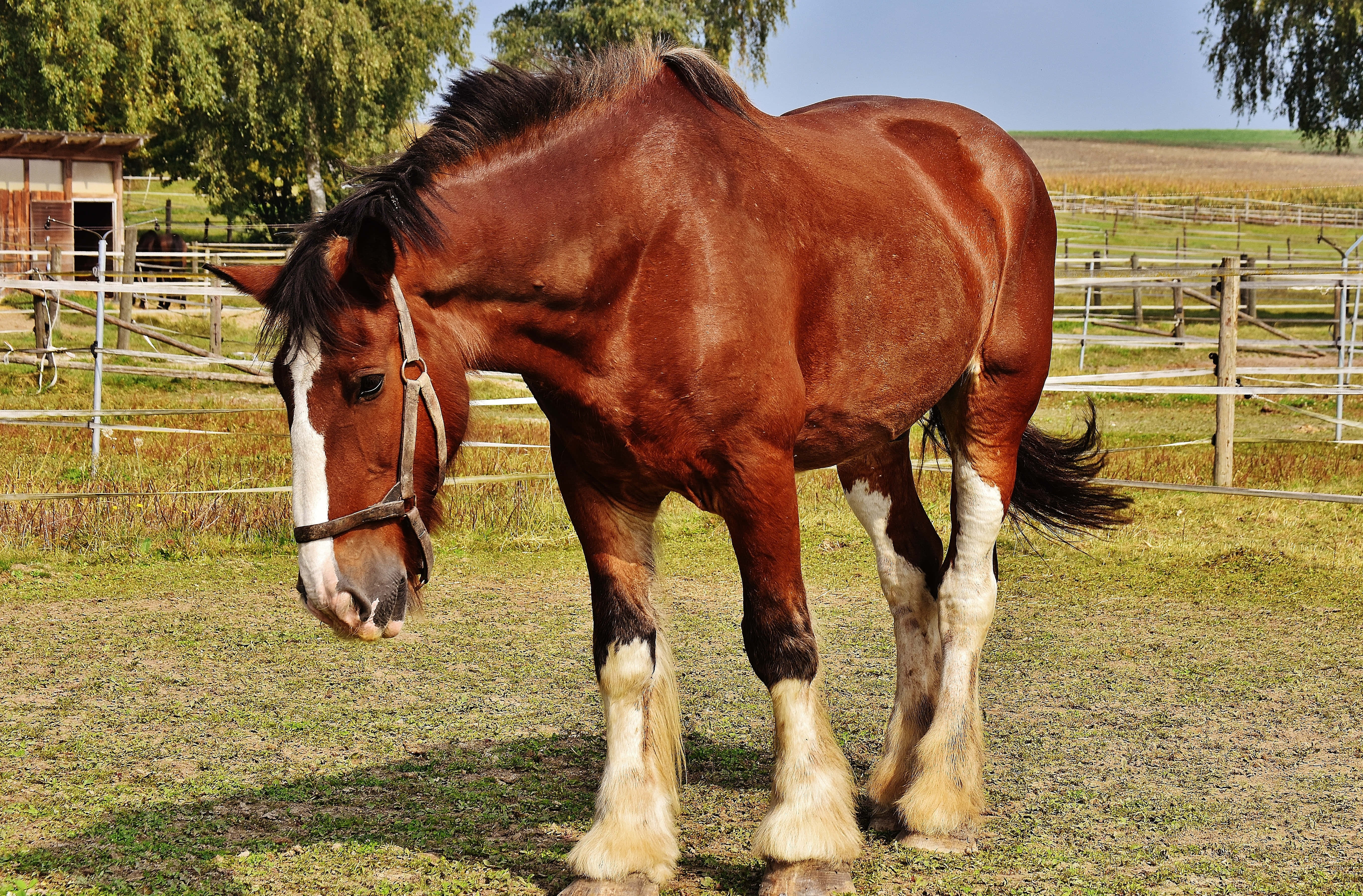Beautiful Horses 桌布 壁紙 — 一匹帶有白色斑紋的雄偉棕色克萊茲代爾馬，在晴朗的藍天下，平靜地站在有圍欄的牧場上。