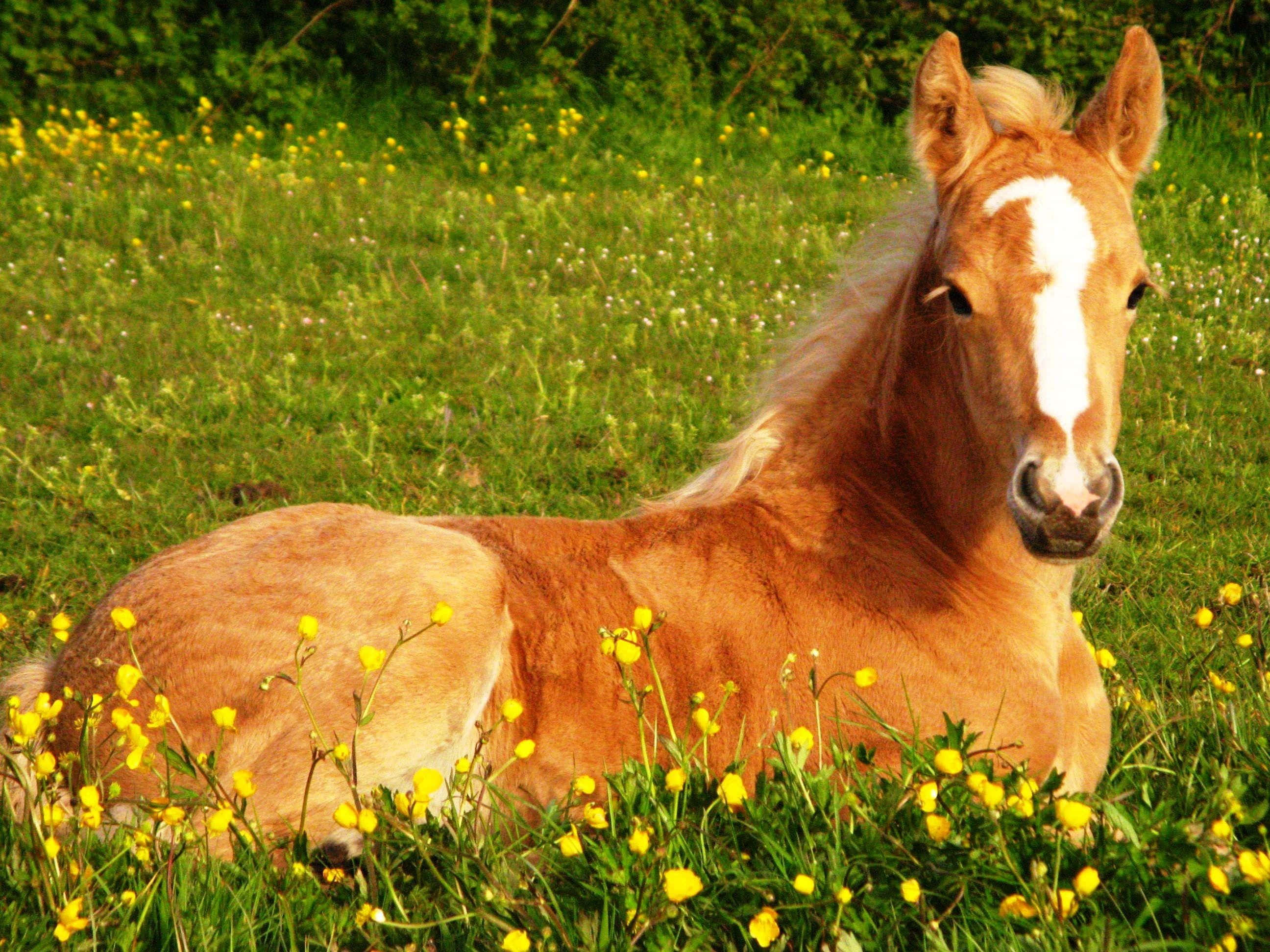 Pretty Horse 桌布 壁紙 — 一匹帶有白色星形斑紋的淺棕色小馬駒，在陽光普照、點綴著黃色毛茛花的草地上平靜地休息。