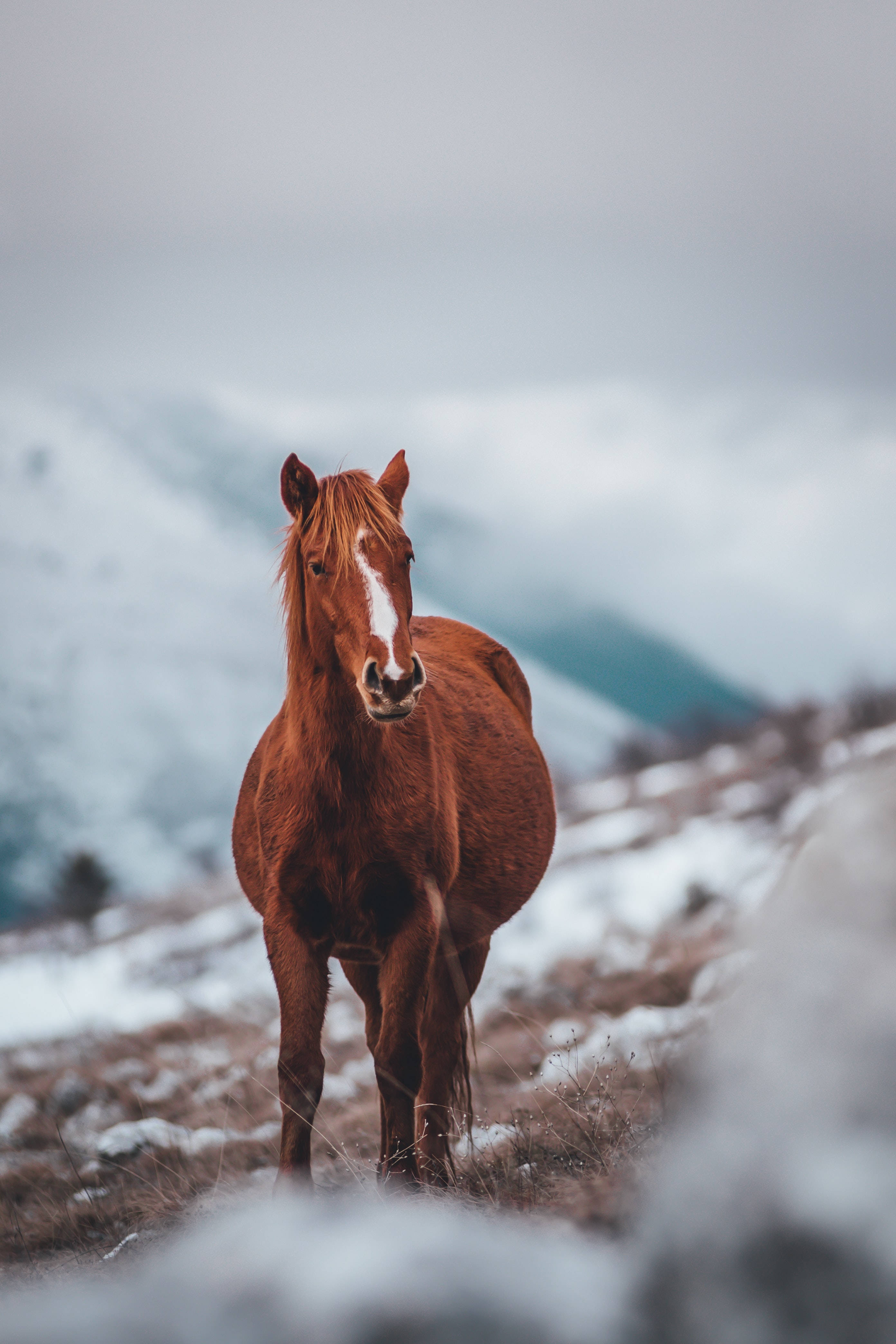 Horse iPhone 桌布 壁紙 — 一匹帶有白色星紋的栗色馬在陰天下的雪地高山草地上警覺地站立。