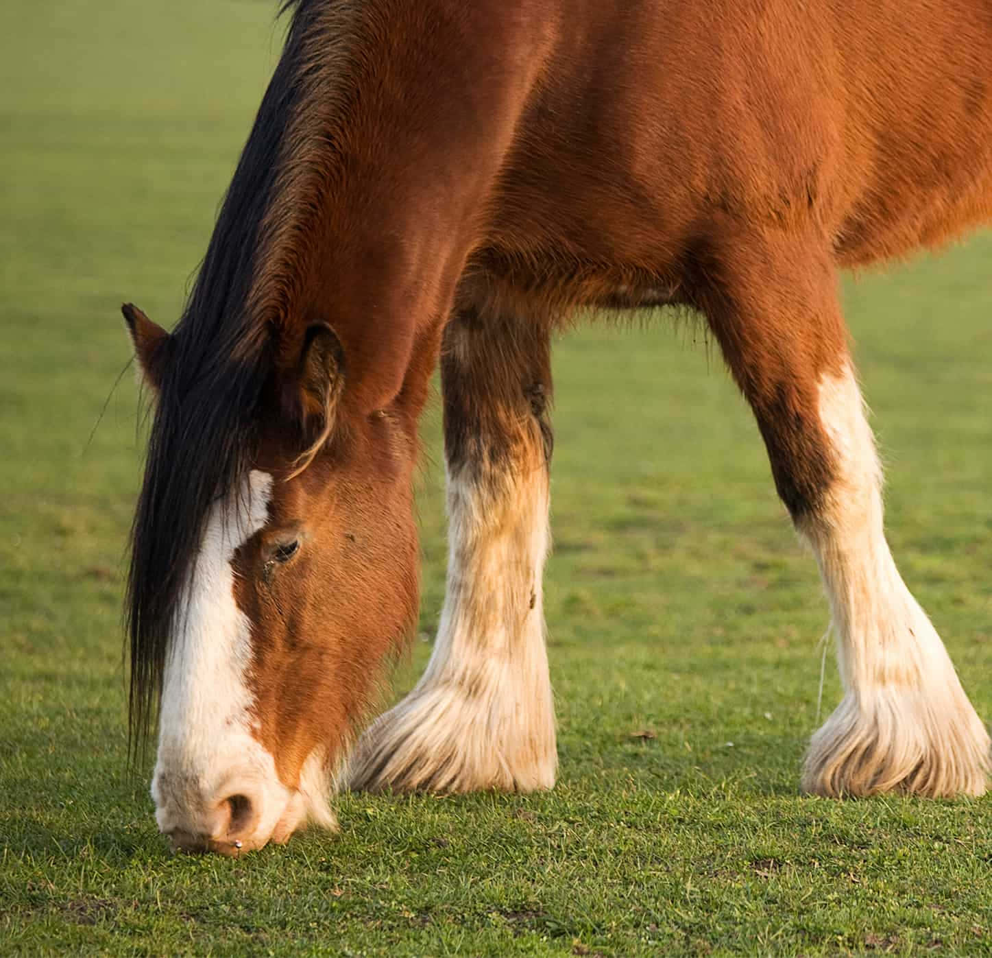 Clydesdale Horse 桌布 壁紙 — 一匹帶有白色星紋的雄偉棕色馬匹，在溫暖陽光下寧靜地吃著茂盛的綠草。