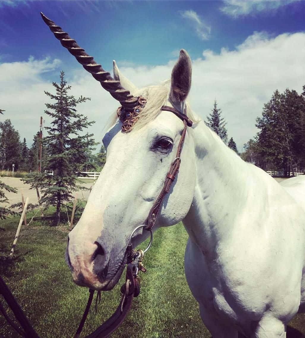 Real Unicorn 桌布 壁紙 — 一匹帶有螺旋角及華麗韁繩的白馬，站在藍天白雲下的草地上。
