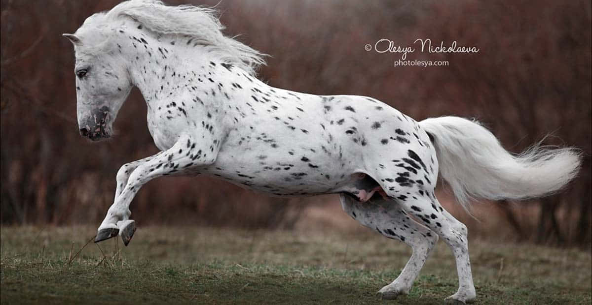 Appaloosa Horse 桌布 壁紙 — 一匹帶有黑色斑點的白色斑點馬在草地上強勁奔馳，背景是模糊的秋樹。