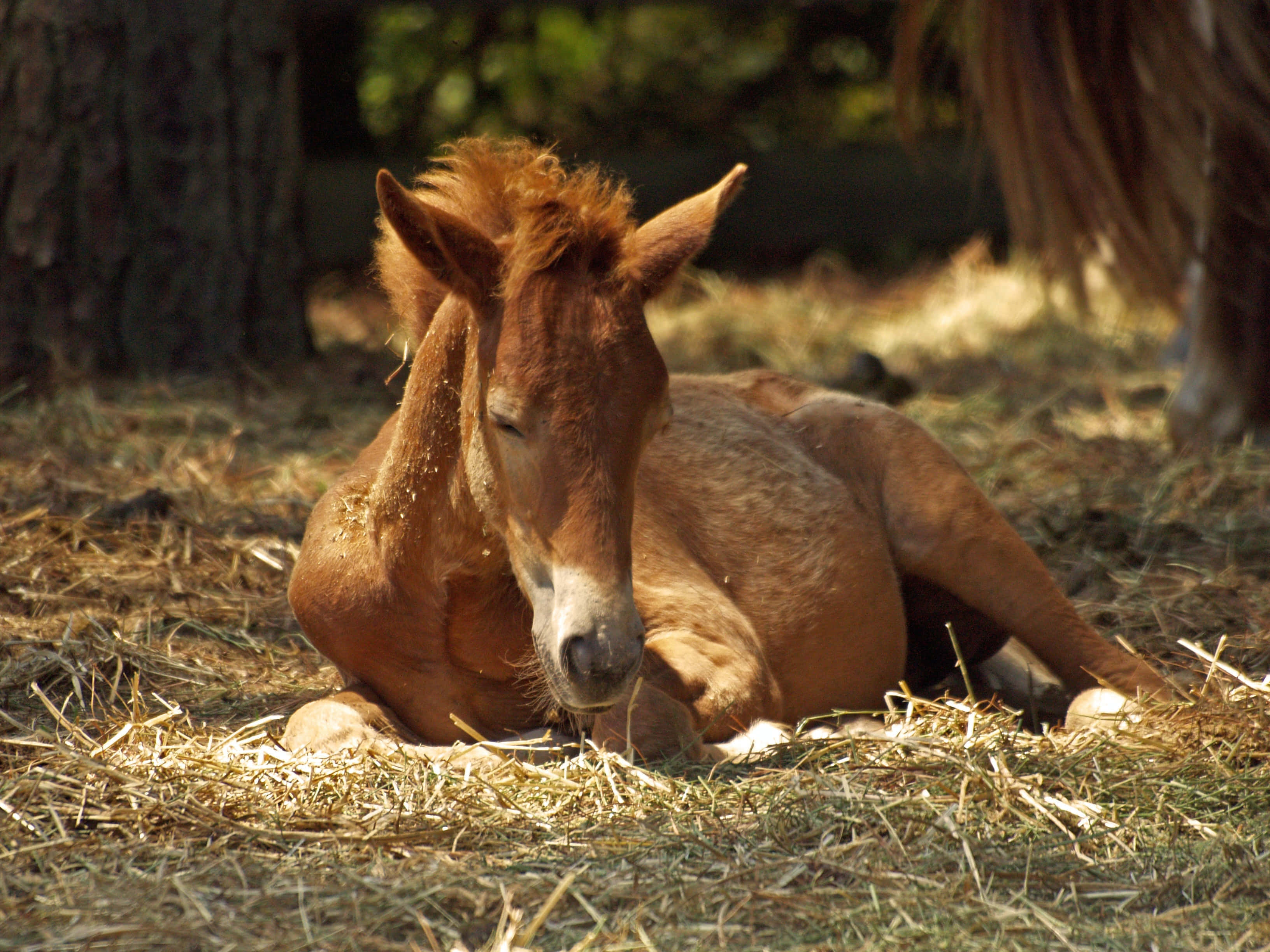 Beautiful Horses 桌布 壁紙 — 一匹年輕的栗色小馬在樹林間斑駁的陽光下，安詳地躺在稻草床上休息。