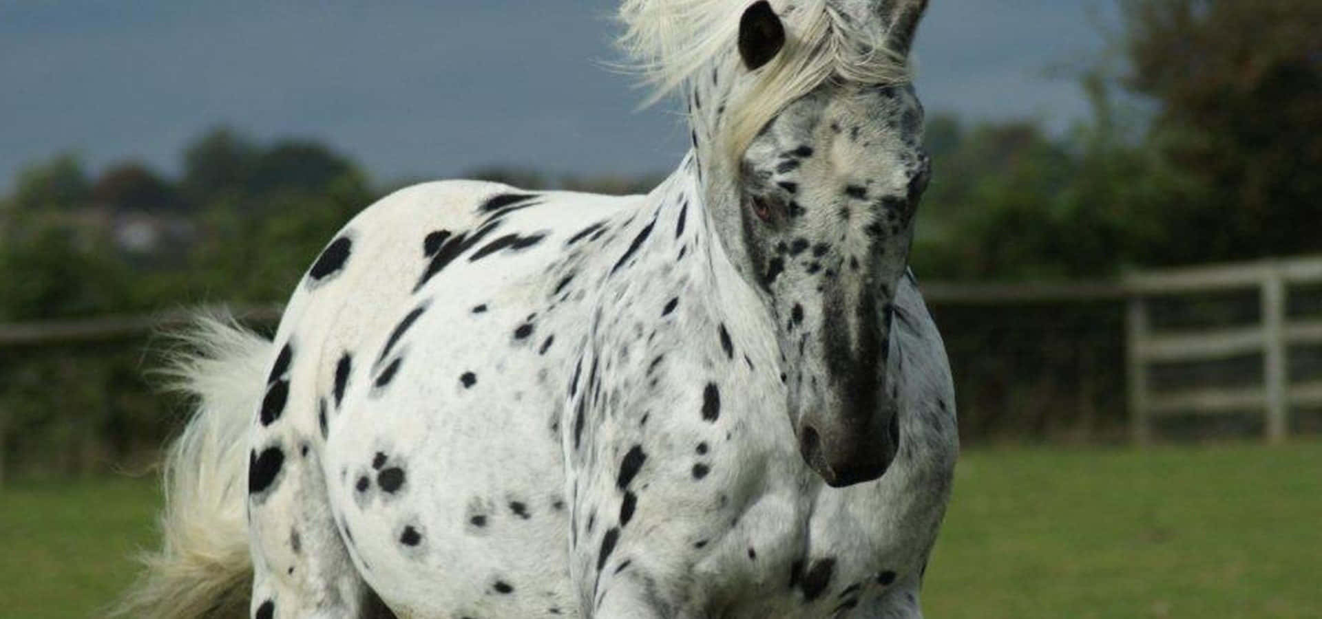 Appaloosa Horse 桌布 壁紙 — 一匹引人注目的白色馬匹帶有黑色斑點，站在多雲天空下的草地上。