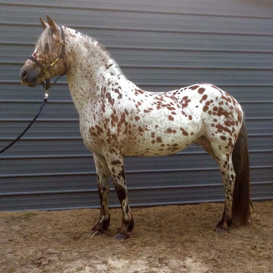 Appaloosa Horse 桌布 壁紙 — 一匹引人注目的阿帕盧薩馬，白色毛皮帶有棕色斑點，平靜地站在灰色波紋金屬牆前的泥土上。