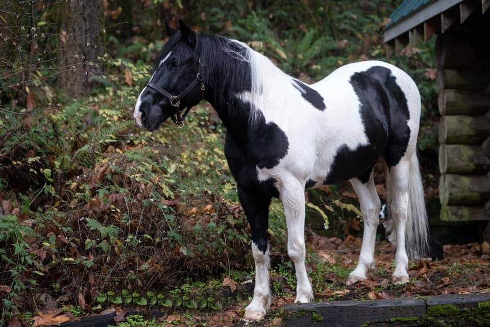 動物 桌布 壁紙 — 一匹引人注目的黑白花馬平靜地站在森林中一座質樸的木屋旁，周圍有秋天的落葉。