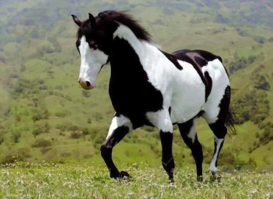 黑白馬在草地上行走，後面有山丘。 — 馬 壁紙