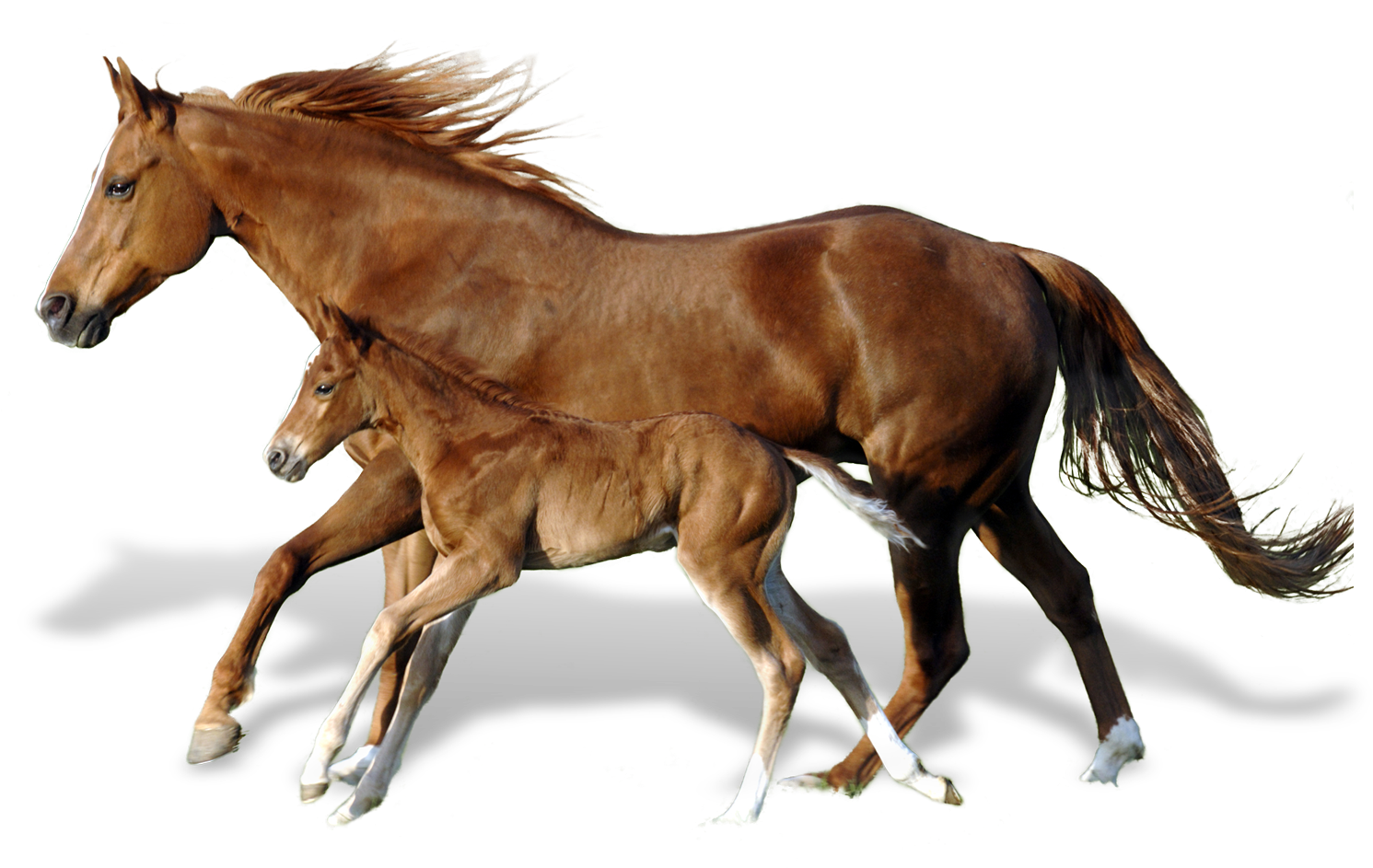 Foal 桌布 壁紙 — 一匹強壯的栗色母馬和她的馬駒在純黑色背景上並肩奔馳，鬃毛和尾巴飄逸。