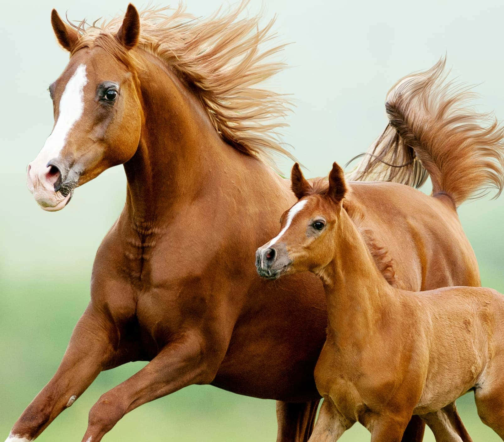 可愛的馬 桌布 壁紙 — 一匹強壯的栗色母馬和牠的小馬駒並肩奔馳，鬃毛飄揚，映襯著柔和的綠色和蒼白的天空。