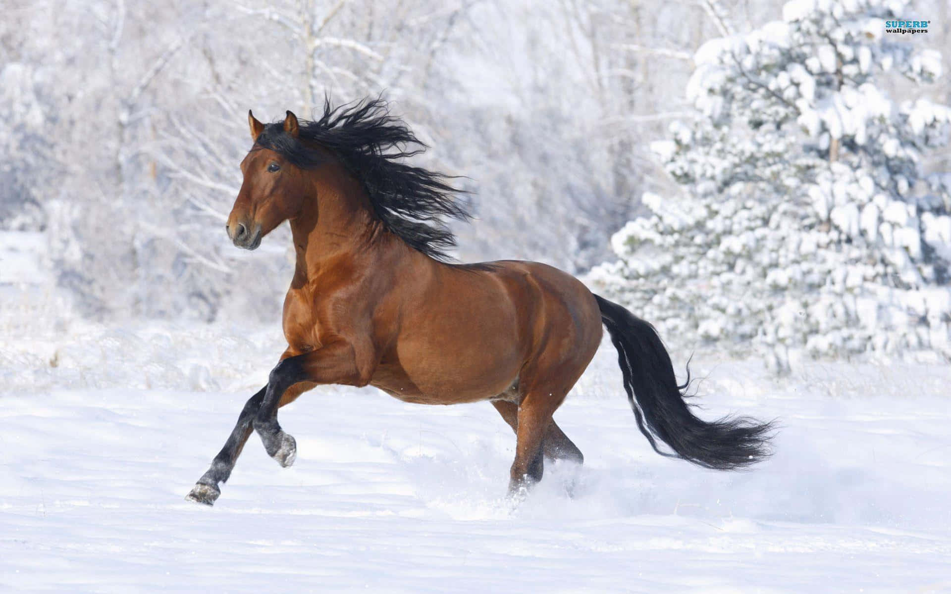 Brown Horse 桌布 壁紙 — 一匹強壯的栗色馬，擁有黑色鬃毛和尾巴，在深雪中奔馳，踢起雪花，背景是積雪的樹木。