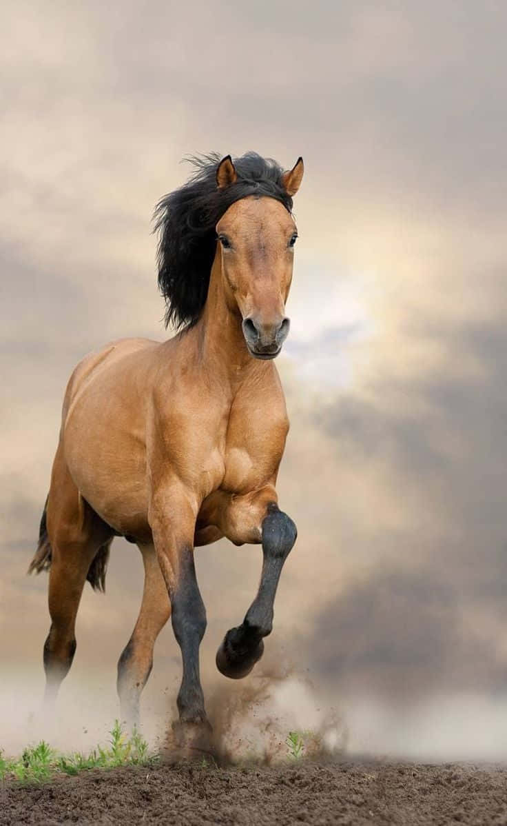 Mustang Horse 桌布 壁紙 — 一匹強壯的栗色馬，黑色鬃毛，在塵土飛揚的地面上奔馳，背景是陰天。