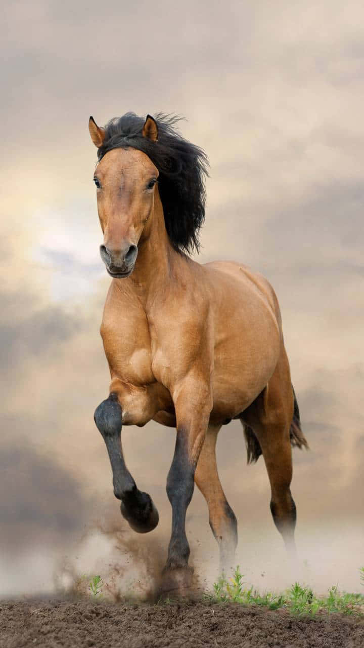 Mustang Horse 桌布 壁紙 — 一匹強壯的栗色馬，黑色鬃毛，在陰雲密布的天空下向前奔騰，揚起灰塵。