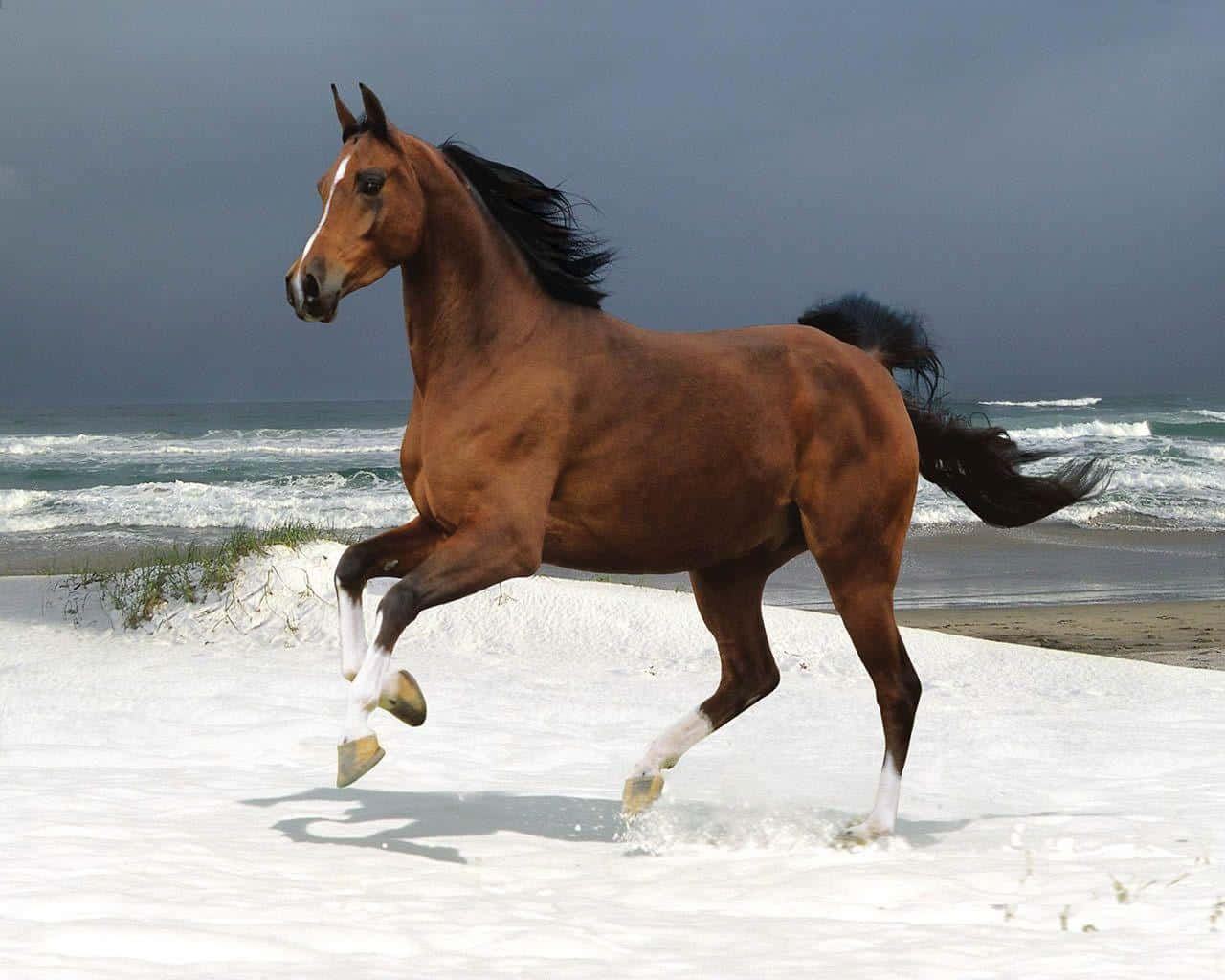 Brown Horse 桌布 壁紙 — 一匹強壯的栗色馬，黑色鬃毛和白色襪子，在暴風雨的海灘上奔騰穿過泡沫翻騰的海浪。