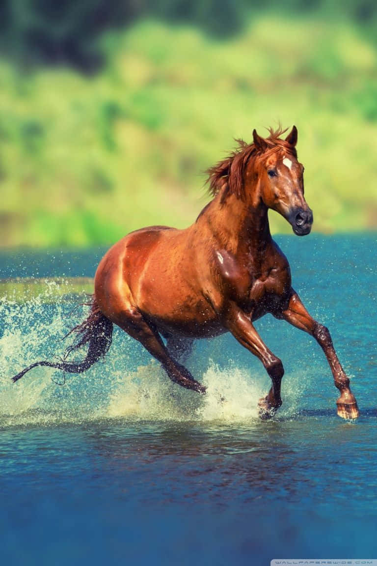 Horse Free 桌布 壁紙 — 一匹強壯的栗色馬在清澈的藍色水中奔騰，濺起水花，背景是柔和的綠色模糊效果。