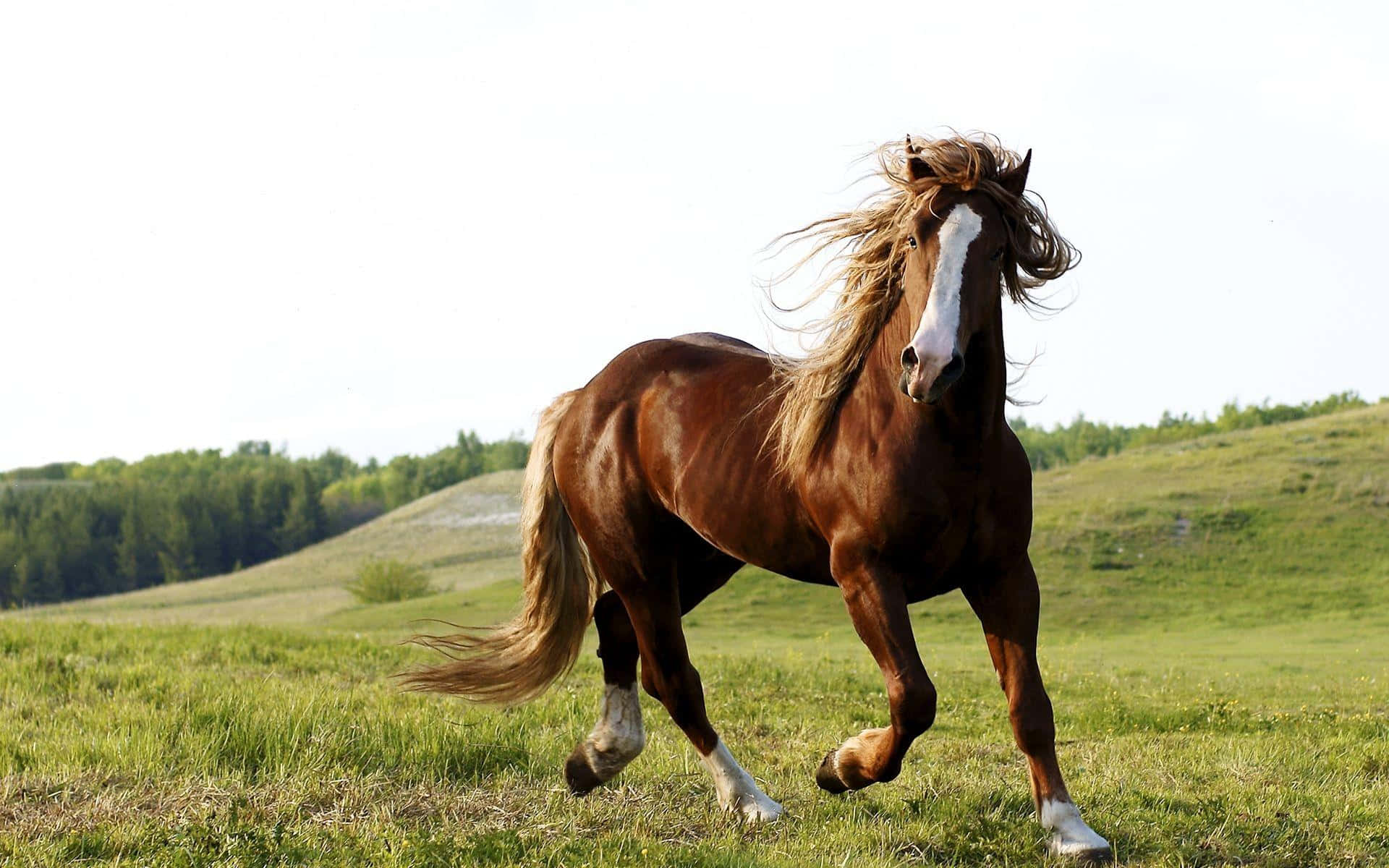 Brown Horse 桌布 壁紙 — 一匹強壯的棕色馬，額頭有白色星形斑紋，在陽光明媚的綠色草地上自由奔馳，背景是起伏的山丘和樹木。