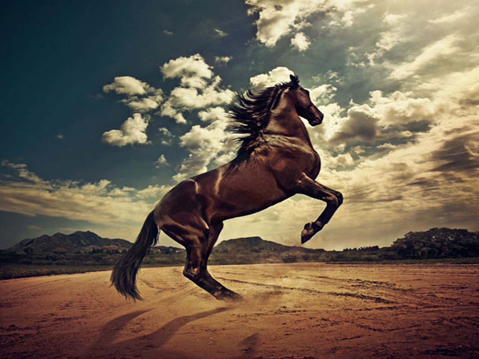 Cool Horse 桌布 壁紙 — 一匹強壯的棕色馬在塵土飛揚的道路上揚起前蹄，背景是戲劇性的多雲天空和遠山。