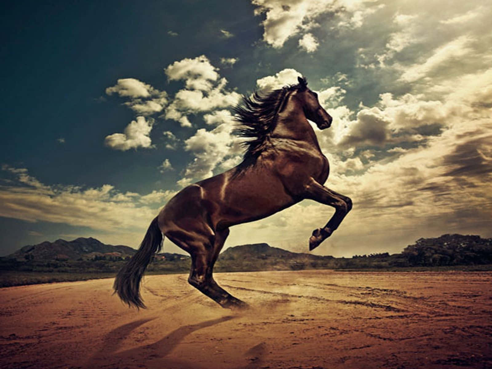 Mustang Horse 桌布 壁紙 — 一匹強壯的棕色馬在塵土飛揚的道路上揚起前蹄，背景是戲劇性的多雲天空和遠處的山丘。