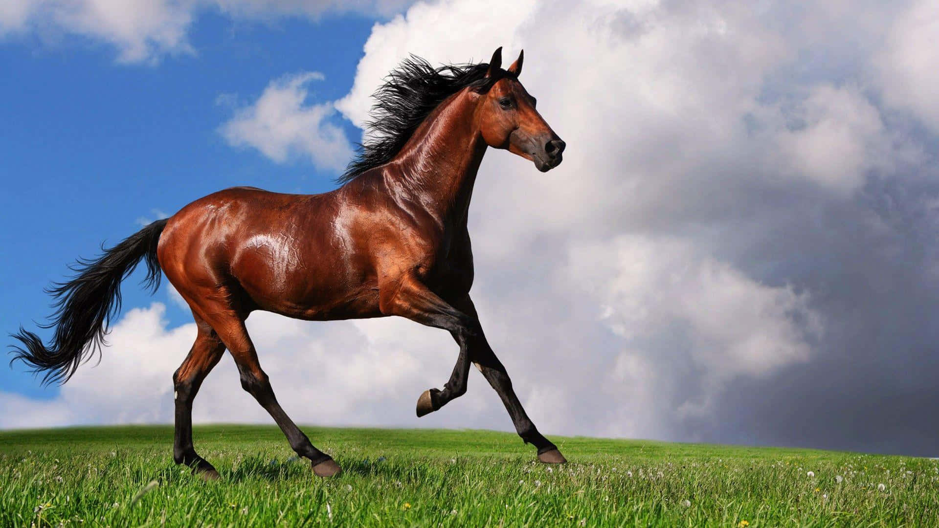 Brown Horse 桌布 壁紙 — 一匹強壯的棕色馬在戲劇性的藍天白雲下，自由奔馳於翠綠的田野上。