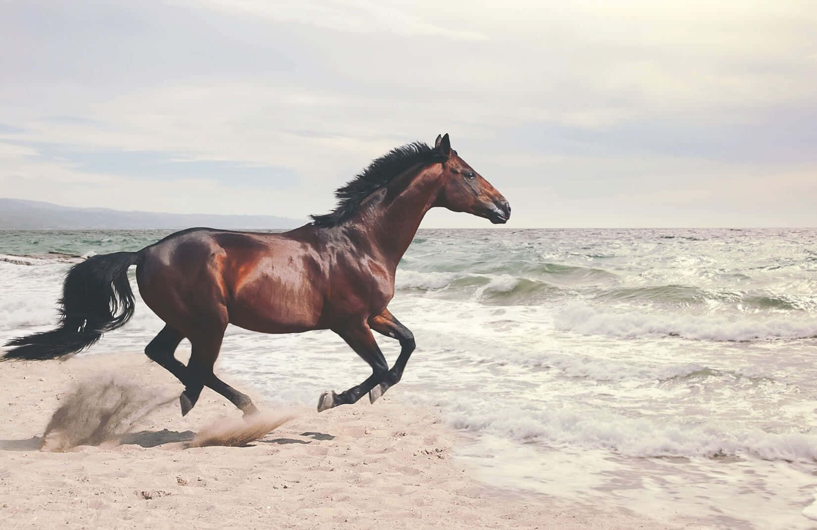 Mustang Horse 桌布 壁紙 — 一匹強壯的棕色馬在沙灘上奔馳，身後是波濤洶湧的海浪，天空多雲。