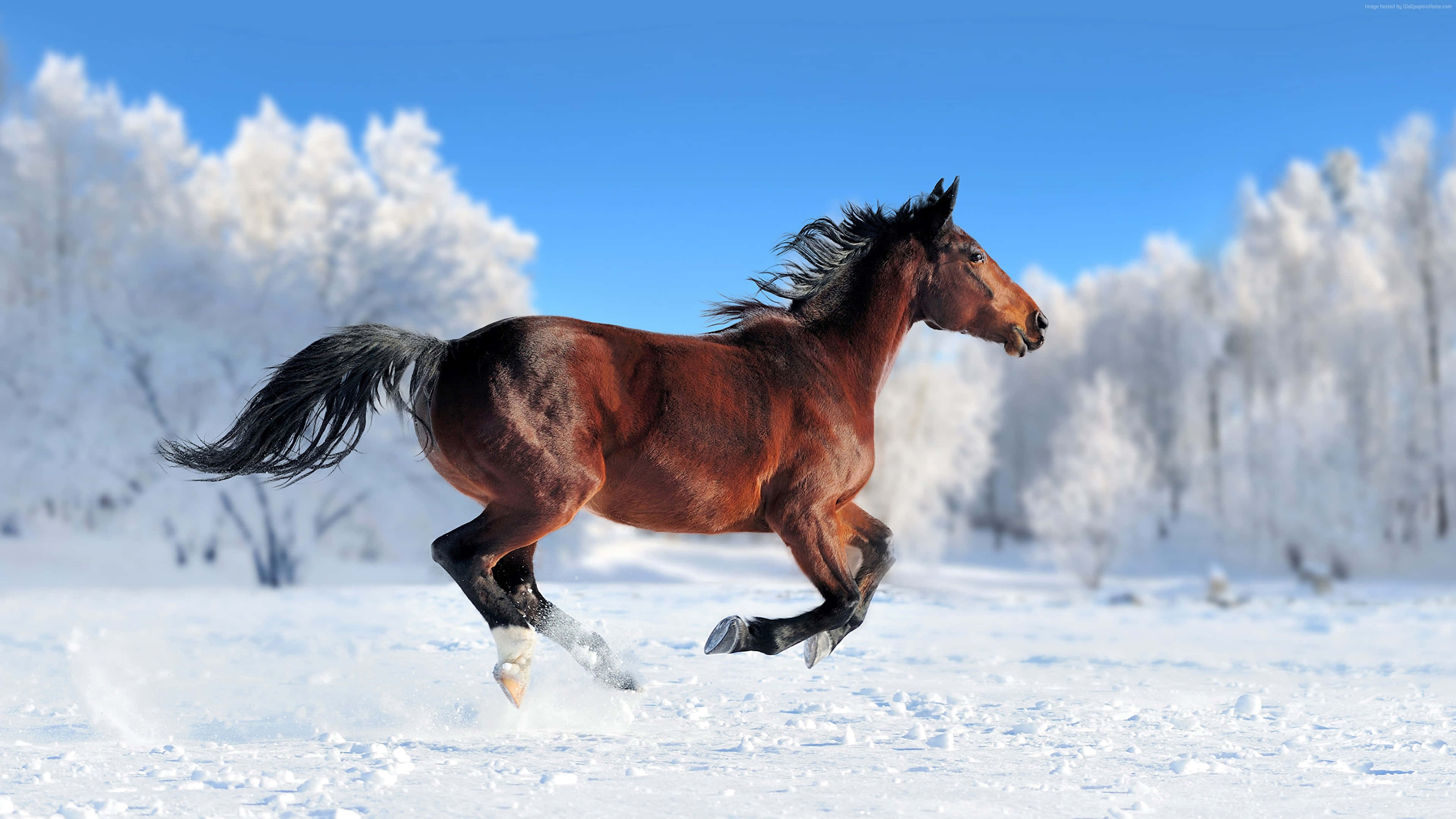 可愛的馬 桌布 壁紙 — 一匹強壯的棕色馬在白雪覆蓋的田野上奔馳，背景有霜凍的樹木和晴朗的藍天。