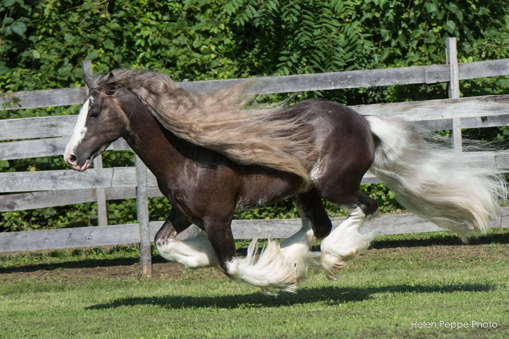 Clydesdale Horse 桌布 壁紙 — 一匹強壯的深棕色馬，擁有飄逸的白色鬃毛和尾巴，在陽光明媚的草地上自由奔馳，旁邊是風化的木柵欄。