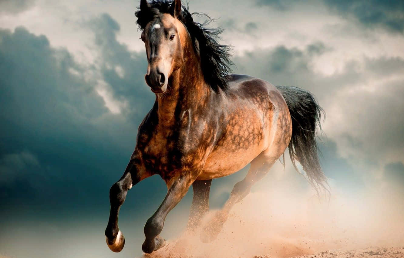 Mustang Horse 桌布 壁紙 — 一匹強壯的灰斑馬在戲劇性的多雲天空下，穿過塵土飛揚的地形向前奔馳。