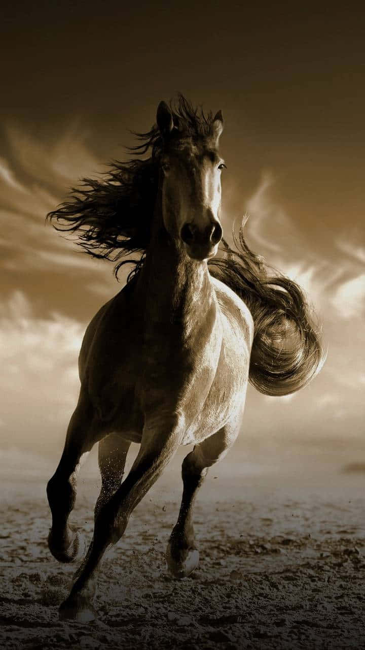 Mustang Horse 桌布 壁紙 — 一匹強壯的白馬向前奔騰，鬃毛和尾巴飄揚，背景是戲劇性的深褐色天空。