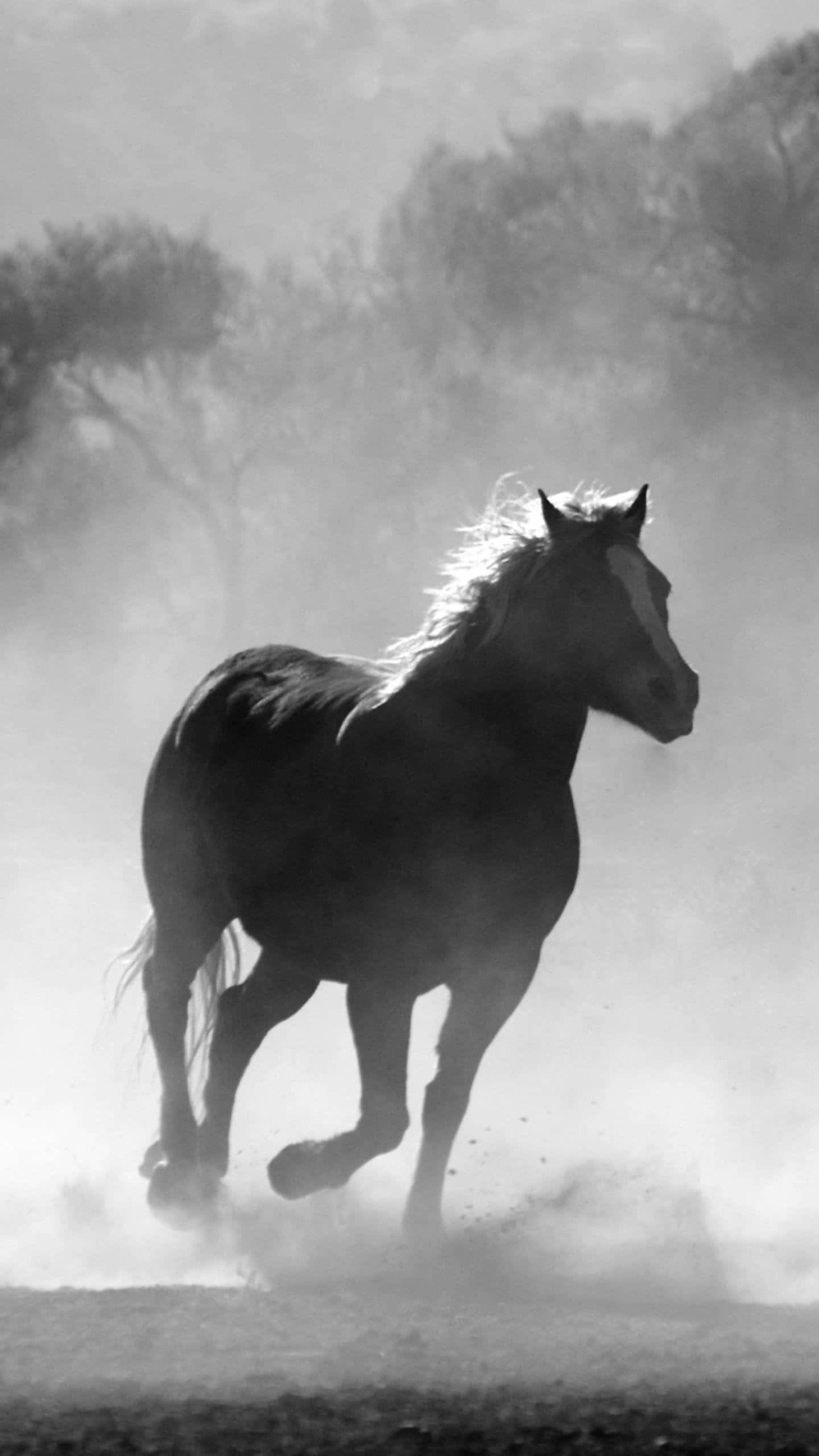 Beautiful Horse iPhone 桌布 壁紙 — 一匹強壯的馬在霧氣瀰漫的地形中奔騰，呈現出戲劇性的黑白照片。