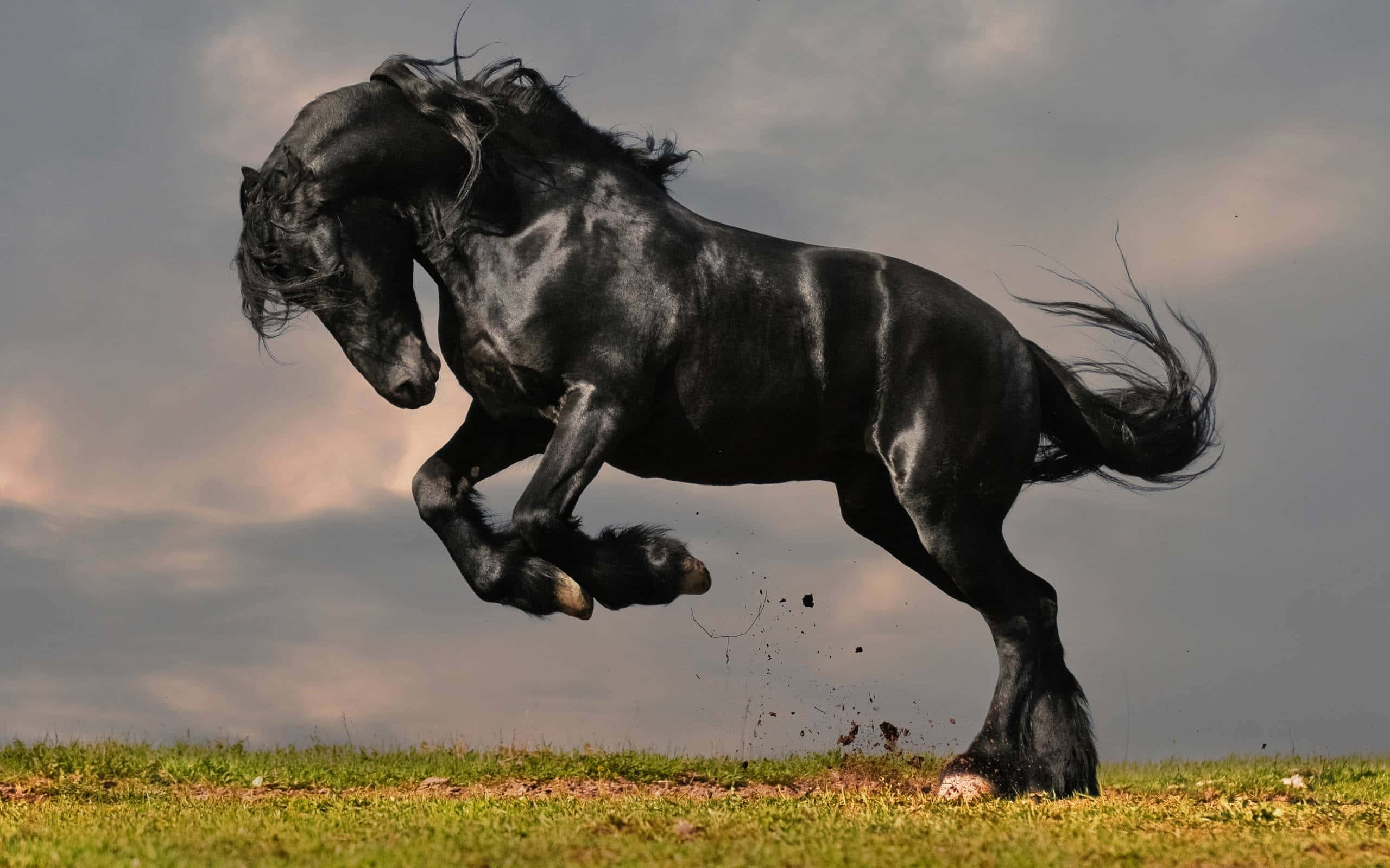 Black Horse 桌布 壁紙 — 一匹強壯的黑色弗里斯蘭馬在陰沉多雲的天空下，動態地跳過草地。