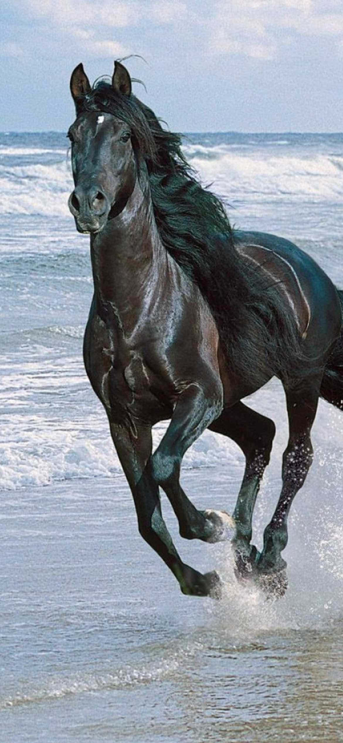 Mustang Horse 桌布 壁紙 — 一匹強壯的黑馬在海洋浪花中奔馳，海浪在牠的蹄邊拍打。