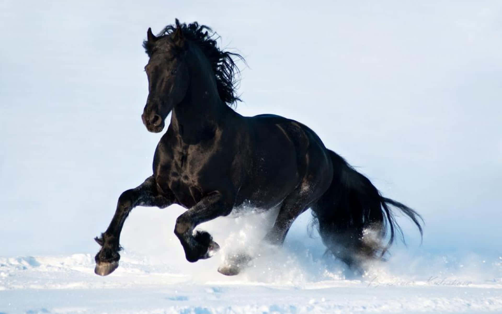 Black Horse 桌布 壁紙 — 一匹強壯的黑馬在深雪中奔馳，踢起白色粉末，映襯著蒼白的冬日天空。