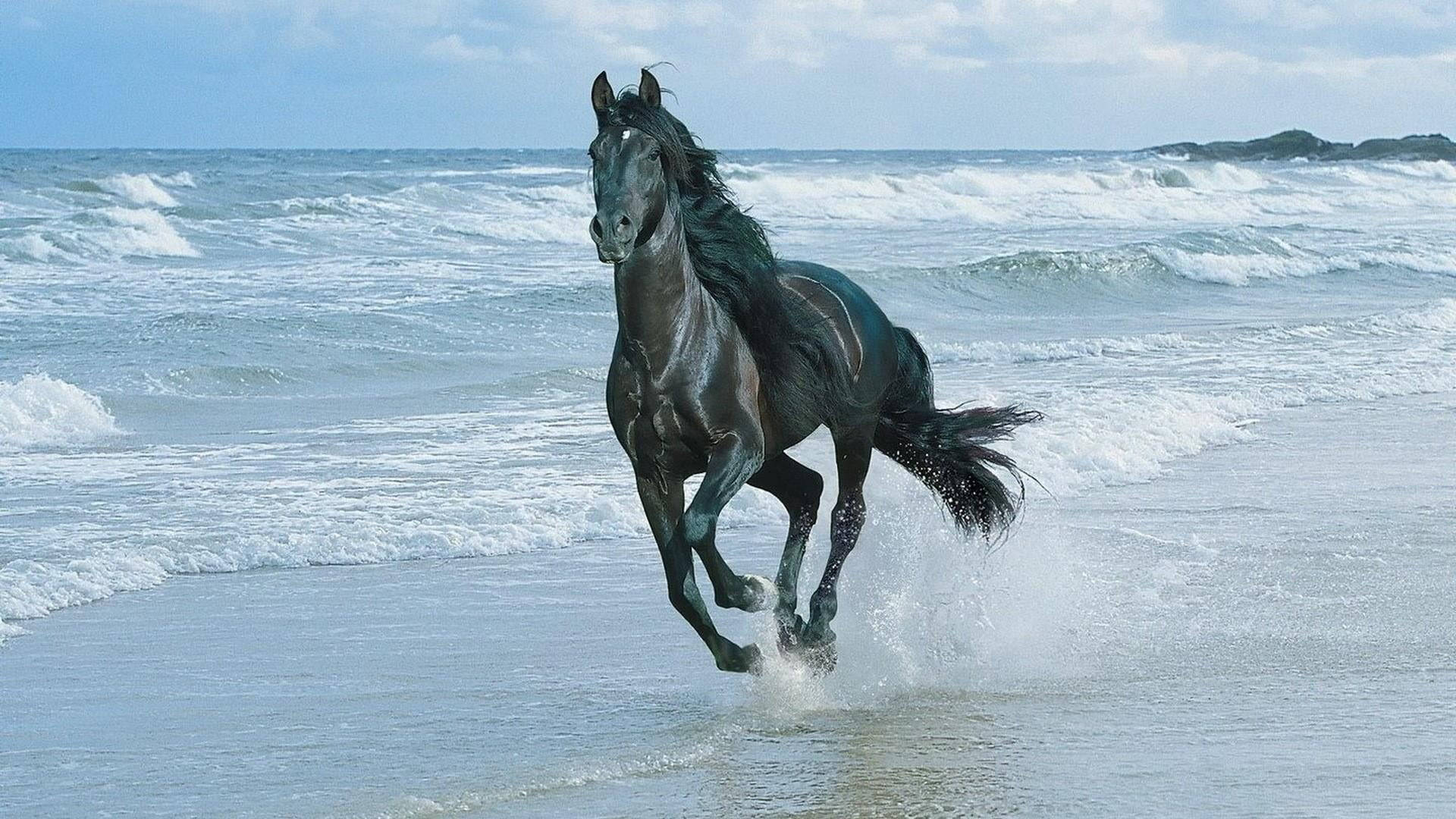 黑馬在陽光海灘上奔騰穿過海浪