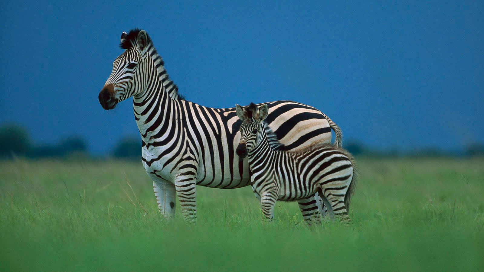 Zebra 桌布 壁紙 — 一匹成年斑馬和牠的幼崽一起站在深藍色天空下茂密的綠色田野中。